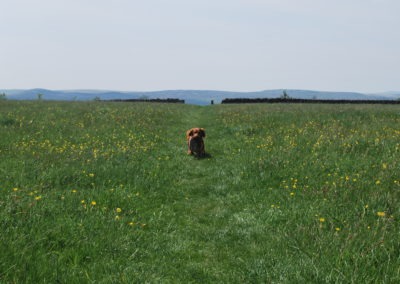 Dog Friendly at Grassington Bunk Barn